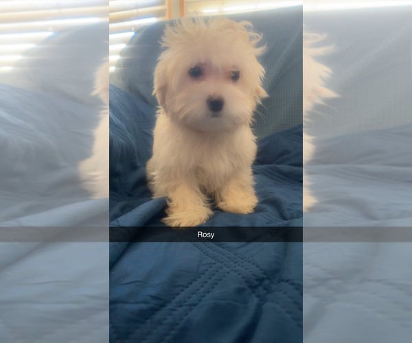 Medium Photo #17 Maltipoo (Miniature) Puppy For Sale in HIGH POINT, NC, USA