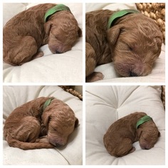 Labradoodle Puppy for sale in ELK GROVE, CA, USA