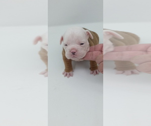 American Bully Puppy for sale in DOS PALOS, CA, USA