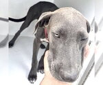 Small Labrador Retriever Mix