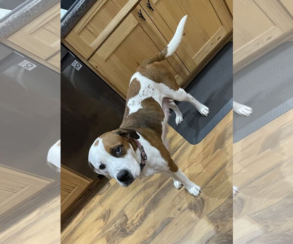 Medium Photo #3 Mutt Puppy For Sale in Duluth, MN, USA