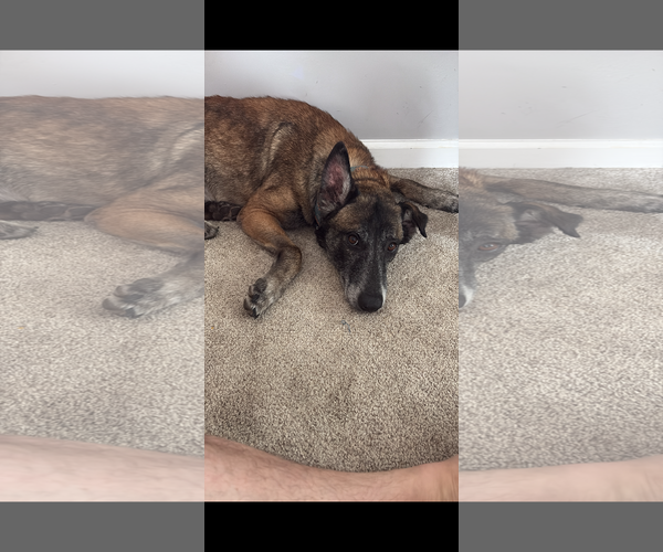 Medium Photo #5 Mutt Puppy For Sale in Stevens Point, WI, USA