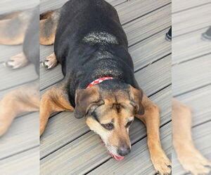 Abby - Awesome Girl! - Female Mutt Dog for Adoption - Photo #18