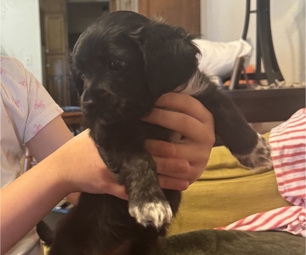 Medium Photo #3 Havanese Puppy For Sale in BRISBANE, CA, USA