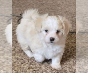 Peke-A-Poo Dogs for adoption in Peralta, NM, USA
