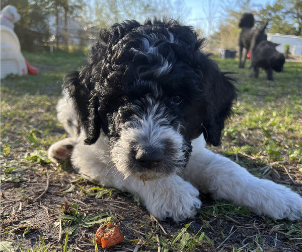 Medium Photo #1 Aussiedoodle Puppy For Sale in JACKSONVILLE, NC, USA