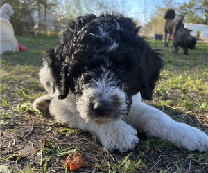 Aussiedoodle Puppy for Sale in JACKSONVILLE, North Carolina USA