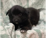 Small #4 Labrador Retriever Mix