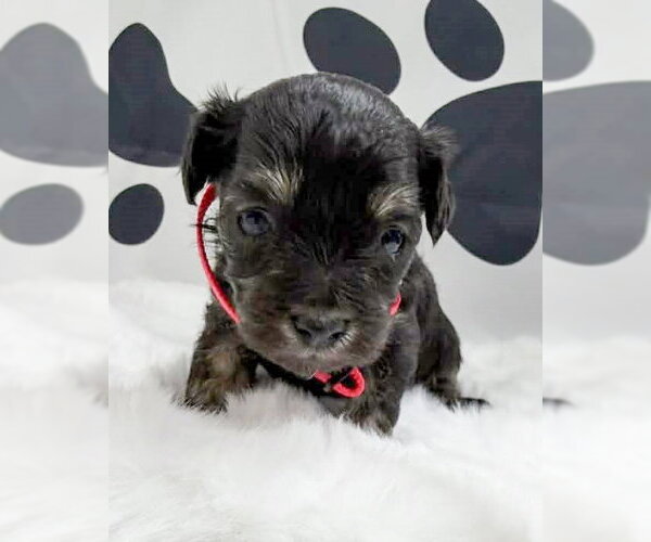 Medium Photo #3 Maltipoo (Miniature) Puppy For Sale in Corona, CA, USA