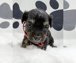 Small #2 Maltipoo (Miniature)
