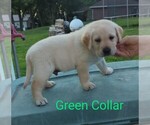 Small Photo #6 Labrador Retriever Puppy For Sale in DEARBORN, MO, USA
