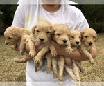 Small Photo #1 Goldendoodle-Poodle (Standard) Mix Puppy For Sale in DOTHAN, AL, USA