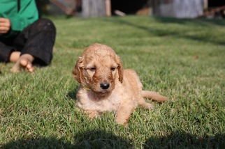 Medium Goldendoodle-Poodle (Standard) Mix