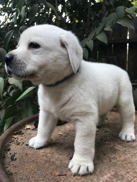 Medium Photo #1 Labrador Retriever Puppy For Sale in LIVE OAK, CA, USA