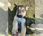 Puppy Zest German Shepherd Dog-Siberian Husky Mix