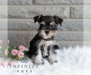 Schnauzer (Miniature) Puppy for sale in MIFFLINBURG, PA, USA