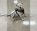 Small #8 American Pit Bull Terrier-American Staffordshire Terrier Mix