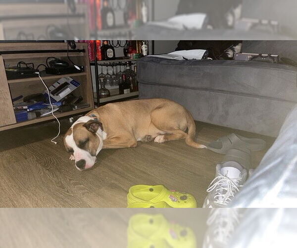 Medium Photo #13 Boxer-Unknown Mix Puppy For Sale in Holly Springs, NC, USA