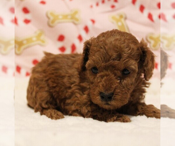 Medium Photo #1 Poodle (Toy) Puppy For Sale in COATESVILLE, PA, USA