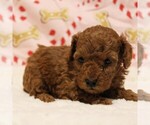 Puppy Flurry Poodle (Toy)