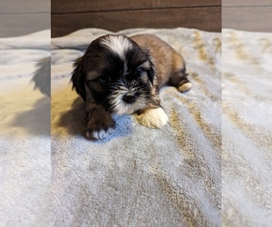 Zuchon Puppy for sale in CLEAR LAKE, MN, USA