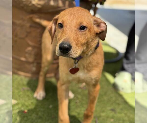 Medium Photo #1 Labrador Retriever-Unknown Mix Puppy For Sale in San Diego, CA, USA