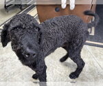 Small #2 Poodle (Standard) Mix