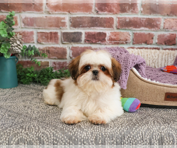 Medium Photo #5 Shih Tzu Puppy For Sale in SYRACUSE, IN, USA
