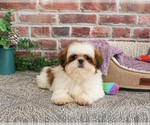 Small #4 Shih Tzu