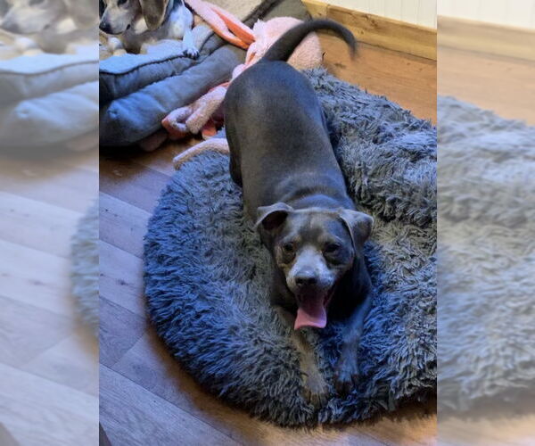 Medium Photo #1 Pug-Unknown Mix Puppy For Sale in Harrison, AR, USA