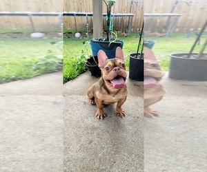 French Bulldog Puppy for sale in HOUSTON, TX, USA