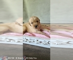 Small Photo #23 Golden Retriever Puppy For Sale in SAINT LOUIS, MO, USA
