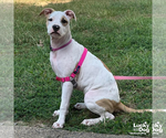 Small #2 American Pit Bull Terrier Mix