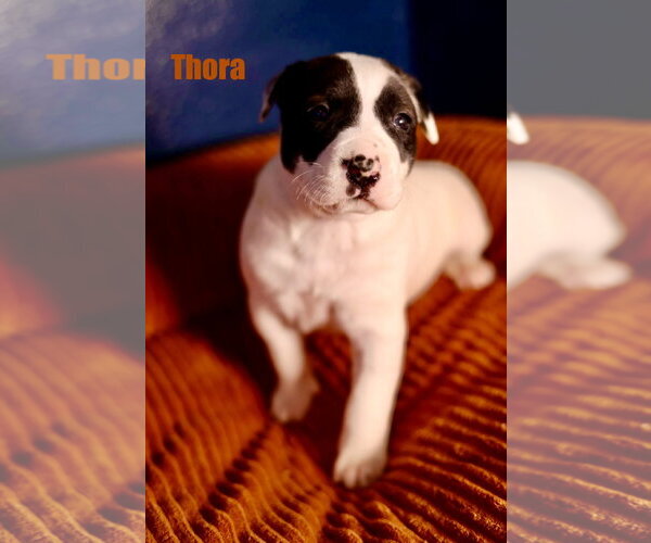 Medium Photo #1 American Staffordshire Terrier-Unknown Mix Puppy For Sale in Duluth, MN, USA