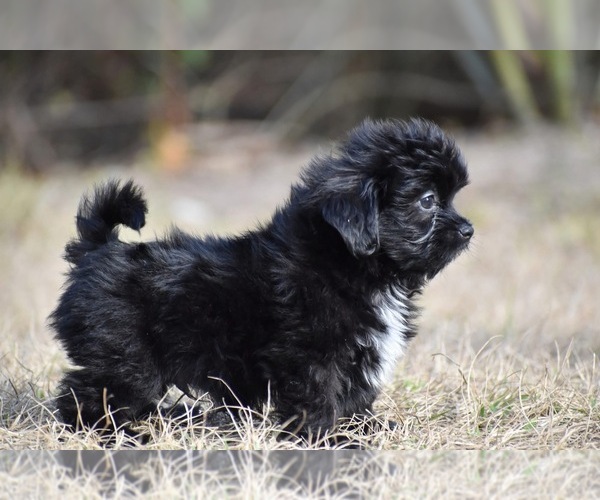 Medium Photo #3 Shih Aussie Puppy For Sale in PALM COAST, FL, USA