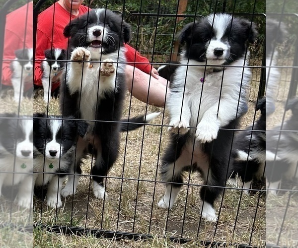 Medium Photo #14 Border Collie Puppy For Sale in CAMAS, WA, USA