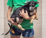 Small #2 German Shepherd Dog Mix