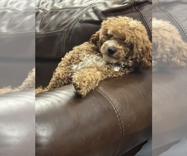 Medium Photo #1 Poodle (Miniature) Puppy For Sale in WHITE, GA, USA