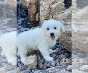 La-Chon Puppy for sale in SENECA FALLS, NY, USA