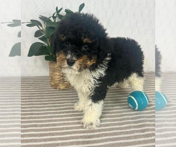 Medium Photo #1 Bernedoodle (Miniature) Puppy For Sale in GREENFIELD, IN, USA
