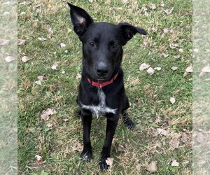 Mutt Dogs for adoption in Minneapolis, MN, USA