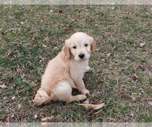Goldendoodle Puppy for sale in BRIGHTON, MO, USA
