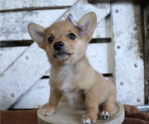 Pembroke Welsh Corgi-Pomeranian Mix Puppy for sale in HONEY BROOK, PA, USA