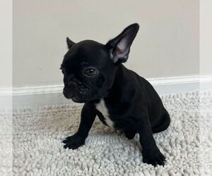 French Bulldog Puppy for sale in JOHNS ISLAND, SC, USA