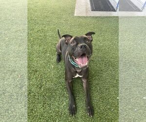 Elliot - Male Mutt Dog for Adoption - Photo #38