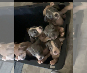 American Bully Puppy for Sale in RICHMOND, Virginia USA