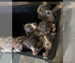 Small American Bully