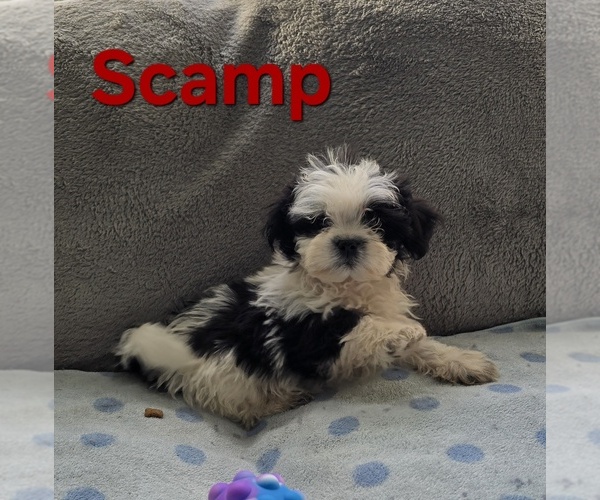 Medium Photo #1 Pom-A-Poo Puppy For Sale in FREMONT, MI, USA