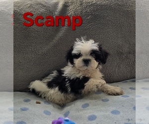 Pom-A-Poo Puppy for sale in FREMONT, MI, USA