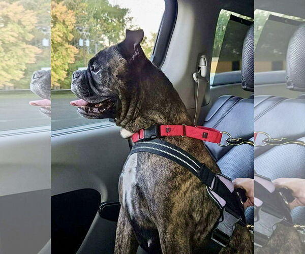 Medium Photo #1 Boxer-Unknown Mix Puppy For Sale in Dumont, NJ, USA